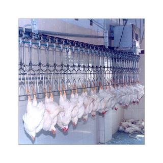 Conveyorized Poultry Dressing Or Slaughter Plant